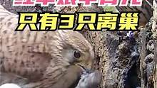 #红隼 夫妇历尽艰辛抚养孩子成长，把最小的孩子喂给了其它幼鸟！#动物世界 