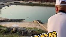 其实鳄鱼真的很凶所以您买的皮带也很硬气！#鳄鱼养殖场 #源头工厂 