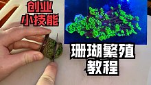 珊瑚繁殖，一刀下去身价暴涨，你也可以来创业！