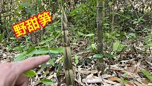 掰笋的声音真好听，竹林里遍地都是甜笋，掰得手都停不下来真过瘾