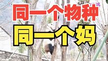 同一个物种，同一个妈