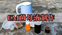 7天快速自制生物发酵菌，小小一瓶就能发酵一大桶，不发臭营养好