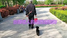 古稀老人与宠物狗的温馨故事