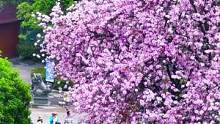 桂林最大的一棵紫荆花，吸引了好多大妈。#桂林 #紫荆花 #桂林紫荆花开满城 #旅行 #旅行推荐官 