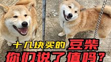十来块买回来的秋田豆柴犬，结果接回来村里人都觉得我家在养鬼
