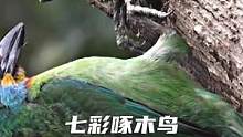 七彩啄木鸟育雏 #野生鸟类摄影 #保护鸟类 #我负责拍摄分享你负责欣赏 #鸟类摄影 #聆听大自然 #