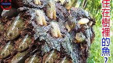 [TOP4]数种超乎想像的诡异生物陷阱 | 住在树裡的鱼真实存在 | 巨大球体!昆虫的恶梦|搬运