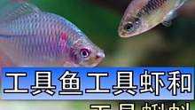 草缸里需要工具鱼和工具虾，现在是不是又多了一种“工具蝌蚪”，短时间测试效果还是不错的，要不你们也试试