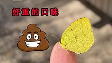 蝴蝶居然喜欢吃粑粑？！奇怪的知识又增加了！