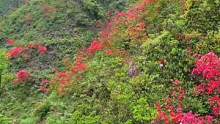 常宁天堂山的杜鹃，一个星期后将进入盛花期……
