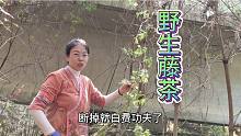 湖南山上的野生藤茶太受欢迎了，燕子每天上山去采摘，炒制几大锅