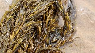 纹铭赶海：这种海藻你肯定没吃过，小潮赶海东西太少了，差一点就吃素。