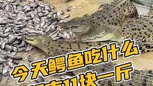 你的皮带都是吃着超市要卖11块一斤的罗非鱼长大的！#鳄鱼养殖场 #源头工厂