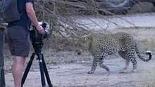 遭遇花豹。这个纪录片小组都不是正常人。#南非#花豹#非洲旅行