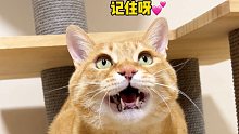 养大橘猫吧，真的超酷的！