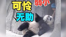 《收 猫 合 集》