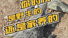 你的皮带是野生的还是家养的？#鳄鱼养殖 