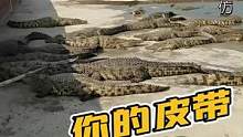 这条鳄鱼好看吗？你的皮带可不是它做的！#鳄鱼养殖场 #农村生活 