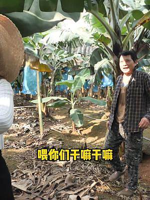 四个人气势磅礴的去薅领居家的香蕉，没想到给逮住了！太尴尬了~#人工养殖鳄鱼 #我要上热门 #三农 
