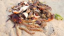 这块地方一般没人知道，各种海螺虾蟹堆积如山，一窝窝的抓太爽了
