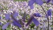 紫色的四月，二月兰淹没了春天。#北京#春天#大自然 #人间四月天 #花的世界很美