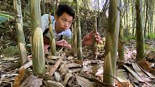 广东老板来收竹笋，满地的野笋多到拔不完，老乡靠卖笋日赚1500元