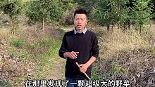 河边发现一棵超大野菜，老人家称“金不换”，活了30多岁头一次见