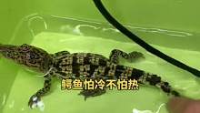长时间不开食？做好以下几点就行#宠物鳄鱼 #鳄鱼苗 #饲养教程