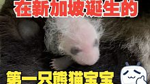 这是第一只在新加坡诞生的大熊猫宝宝“叻叻”