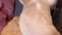 #两只猫咪的爱情 一只温柔，一只爱撒娇，咱们就是完全磕到了 #猫咪 #爱情 #娱乐评论 