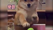 #拿不到心爱玩具的狗狗  谁来帮帮小柴拿它的玩具？#柴犬 #娱乐评论大赏 