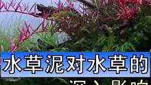 养好水草有三个关键分别是：肥料、灯光、二氧化碳，这三个要素互为补充，缺一不可#生态景观 #玻璃缸中的