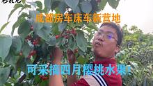 成都房车床车新营地，晚饭后，可以采摘当季新鲜水果。