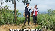 同学从深圳开车回家相亲，带他上山采摘茶叶，直言有钱还是山里好