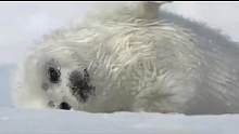#野生动物零距离 #万物皆有灵性 #北极熊 #海豹
