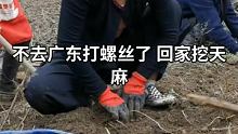 不去广东打螺丝了 回家和小梦挖天麻