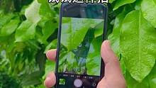树叶上的小水珠试试这样拍#手机摄影#微距