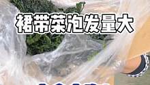 裙带菜泡发量大，大家要少拿少泡哦！#宅家抖出美好生活 #源头好生鲜 #海鲜原产地 #裙带菜