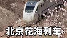 在北京如何去看开往春天的小火车？2022攻略来了！#春季花朝节 #旅行大玩家