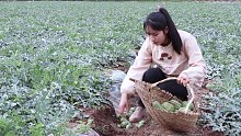云南农村姑娘在田里捡了满满一大车西瓜拉回家结局亮了