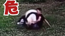 本想单挑大熊猫，结果被几百斤的熊猫泰山压顶！