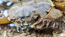 大海退潮后，海水里爬出一只淡水蟹，海里大闸蟹晚上可以加餐