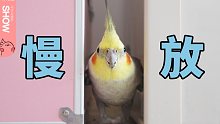 慢镜头下小bird们的趣味日常。【马可波罗show】