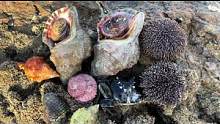 荒无人烟的地方，满坑的海胆还有巨大的海螺，你们喜欢吗？#vlog我的日常 #打野女王 