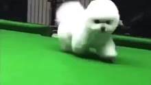台球桌上的小狗狗也太可爱了吧！好想rua啊！#娱乐播报台 #综艺搞笑 #娱乐镜技场 #快乐源泉 #明