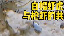 白帽虾虎与枪虾的共生关系 #养鱼日记 #frank的私人水族馆