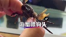 海水螃蟹️喂狗头，看看秦皇岛的大海吧
