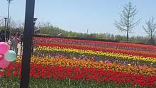 视频配上土嗨土嗨的歌曲还挺有感觉的#郁金香花海 #宅家抖出美好生活