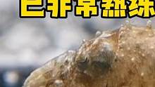 乌贼宝宝捕食已非常熟练 #乌贼 #frank的私人水族馆