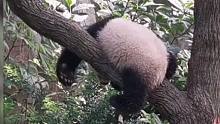 看笑了，旅居新加坡的大熊猫宝宝叻叻太可爱了！